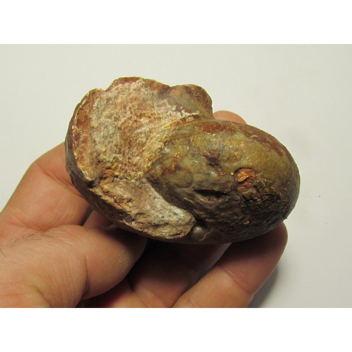 goniatite: SPORADOCERAS ORBICULARE  (1)