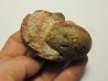 goniatite: SPORADOCERAS ORBICULARE  (1)