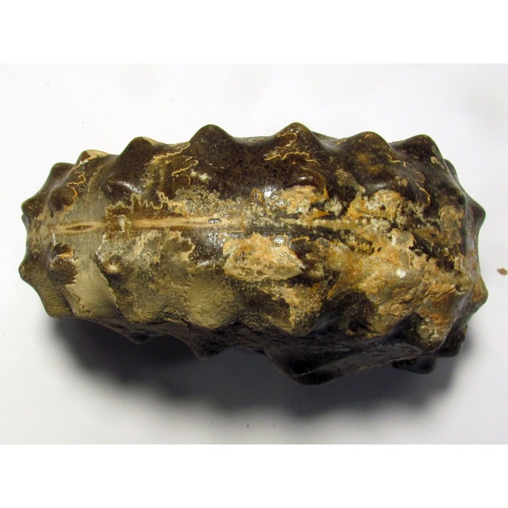 Mammites nodosoides (1)