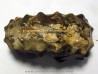 Mammites nodosoides (1)