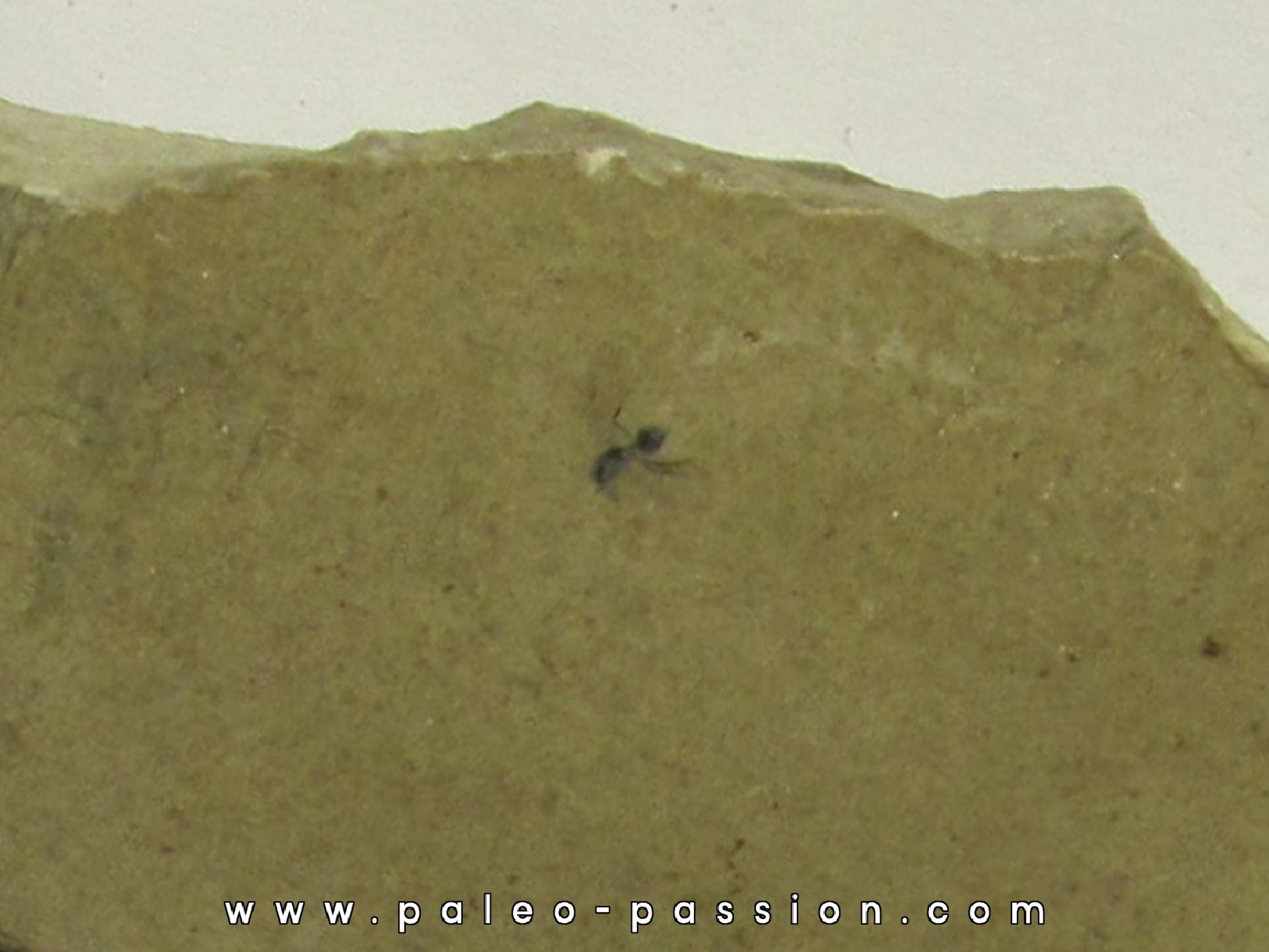 insect: DIPTERE Altkirch / ALSACE