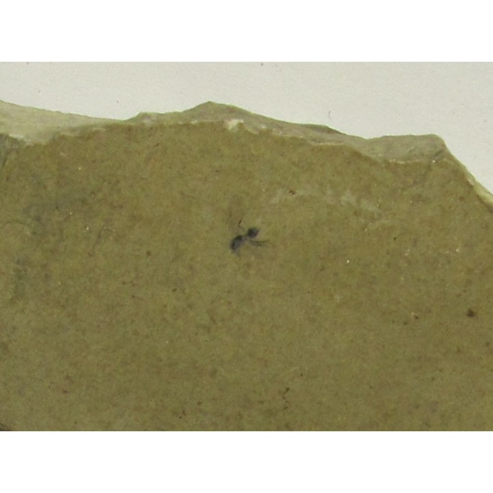 insect: DIPTERE Altkirch / ALSACE
