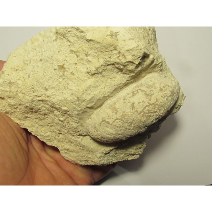 CROCODIL EGG: CROCODILIENOVUM BUXOWILLANUM