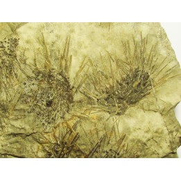 ARCHAEOCIDARIS ILLINOISENSIS (2)