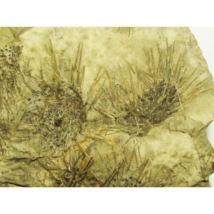 ARCHAEOCIDARIS ILLINOISENSIS (2)
