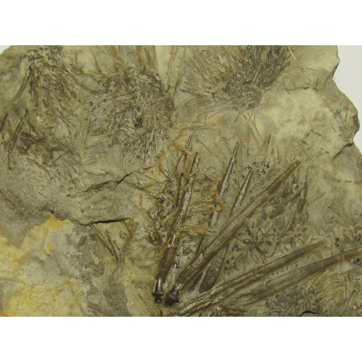 ARCHAEOCIDARIS ILLINOISENSIS (2)