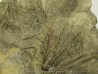 ARCHAEOCIDARIS ILLINOISENSIS (2)