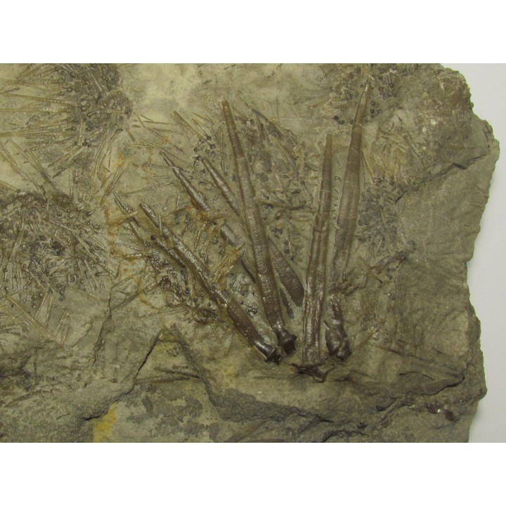 ARCHAEOCIDARIS ILLINOISENSIS (2)