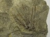 ARCHAEOCIDARIS ILLINOISENSIS (2)