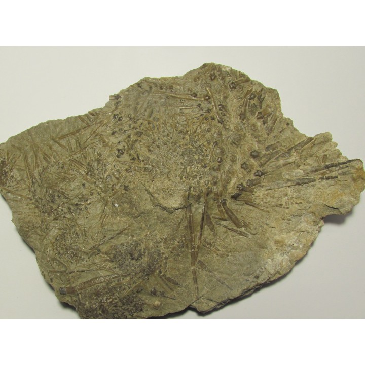 ARCHAEOCIDARIS Wortheni (1)