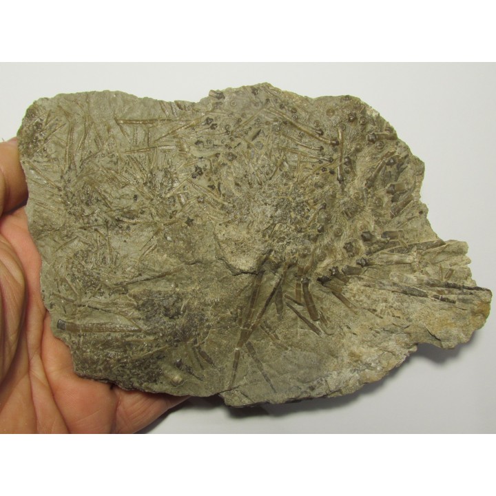 ARCHAEOCIDARIS Wortheni (1)