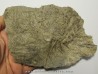 ARCHAEOCIDARIS Wortheni (1)