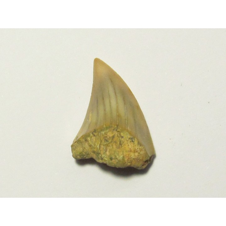 Parotodus benedeni