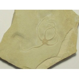 OPHUIRE: sinosura kelheimense (1)
