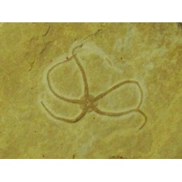 OPHUIRE: sinosura kelheimense (4)