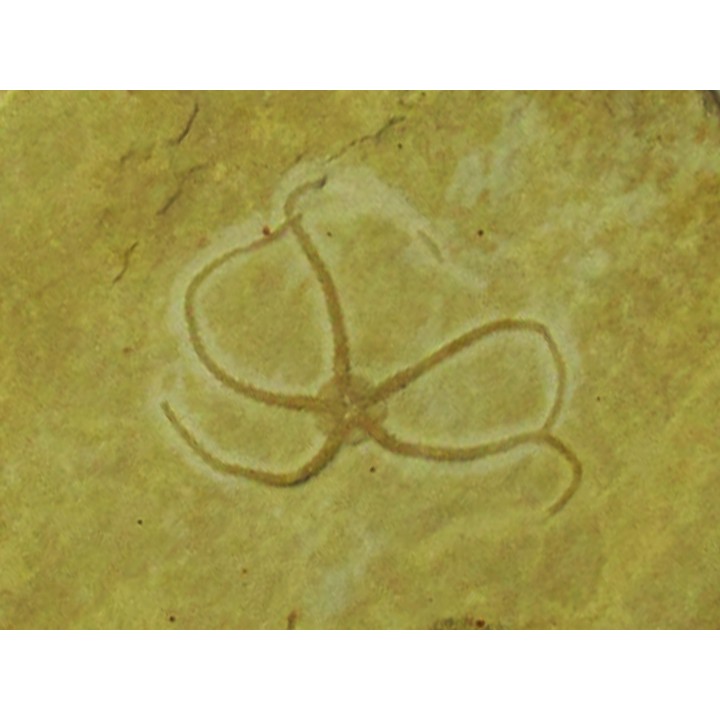 OPHUIRE: sinosura kelheimense (4)
