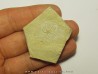OPHUIRE: sinosura kelheimense (4)
