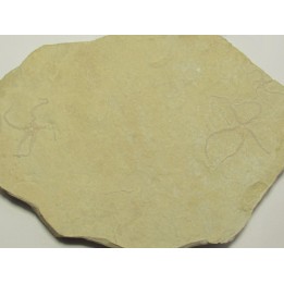 OPHUIRE: Ophiopetra lithographica (1)