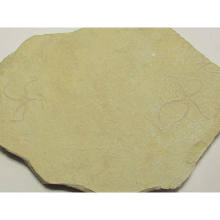 OPHUIRE: Ophiopetra lithographica (1)