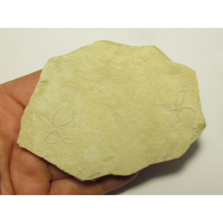 OPHUIRE: Ophiopetra lithographica (1)