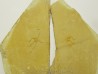 OPHUIRE: Ophiopetra lithographica (2)