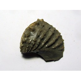 SCAPHOTRIGONIA NAVIS (1)