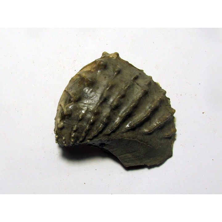 SCAPHOTRIGONIA NAVIS (1)