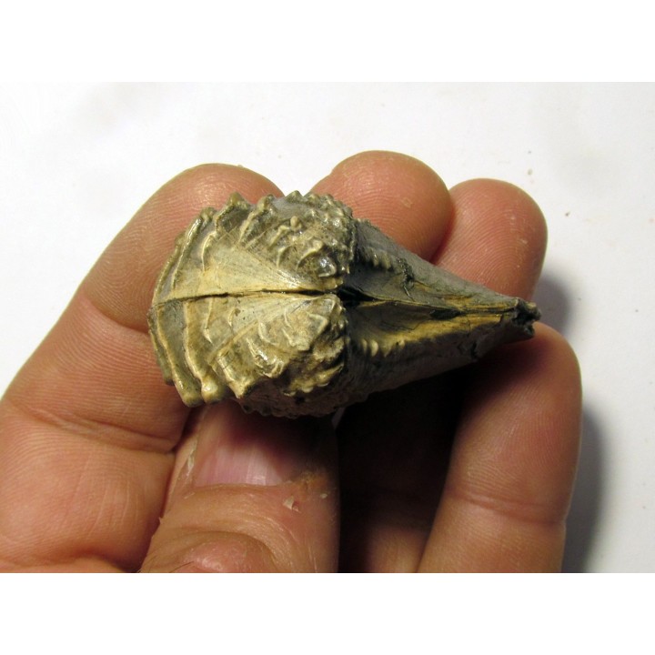 SCAPHOTRIGONIA NAVIS (1)
