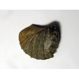 SCAPHOTRIGONIA NAVIS (3)