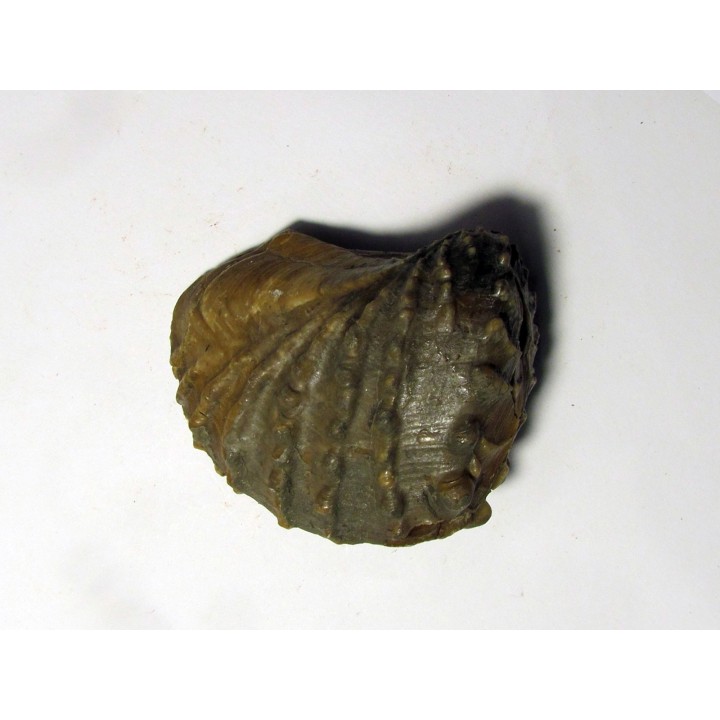 SCAPHOTRIGONIA NAVIS (3)