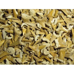 lot de dents de requins a trier