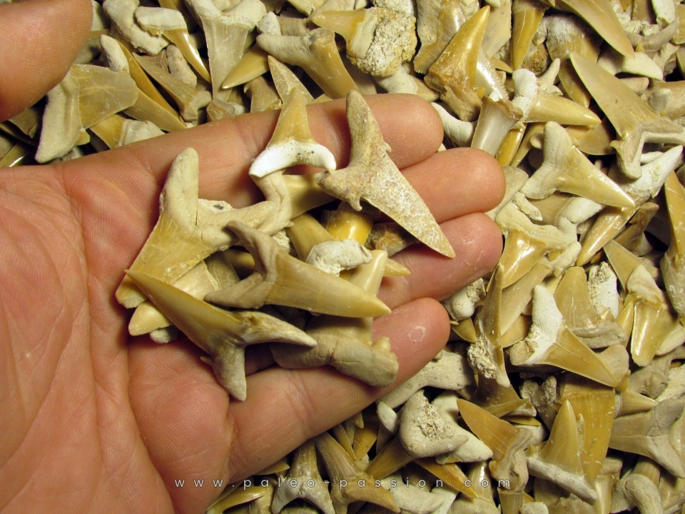 lot de dents de requins a trier