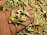 lot of shark teeth to determine