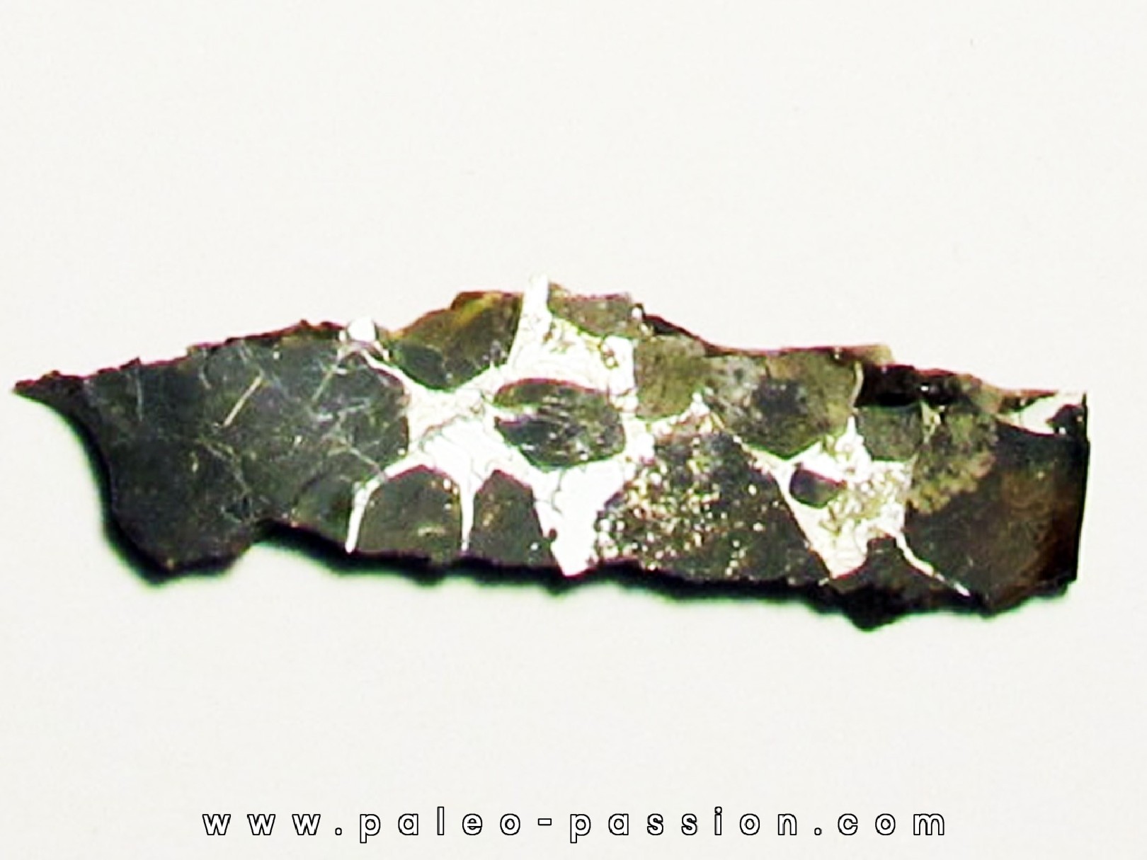 METEORITE pallasite seymcham (4)