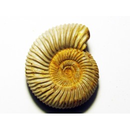 KRANAOSPHINCTES (PACHYPLANULITES) RABEI (3)