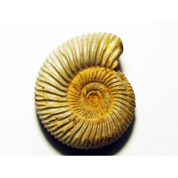 KRANAOSPHINCTES (PACHYPLANULITES) RABEI (3)