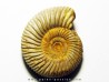 KRANAOSPHINCTES (PACHYPLANULITES) RABEI (3)