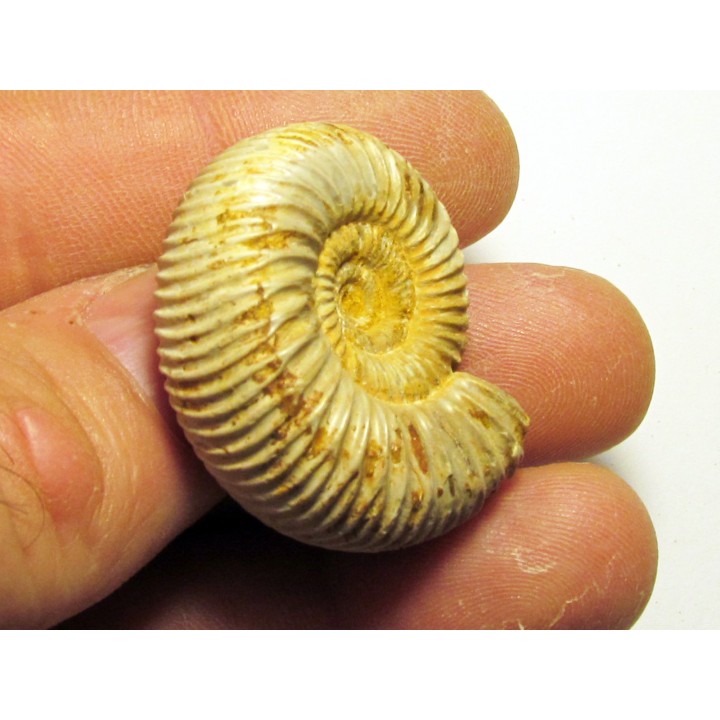 KRANAOSPHINCTES (PACHYPLANULITES) RABEI (3)