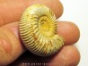 KRANAOSPHINCTES (PACHYPLANULITES) RABEI (3)