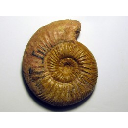 ERYCITES FALLIFAX
