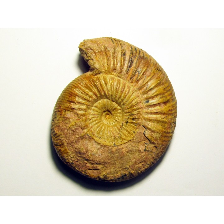 ERYCITES FALLIFAX