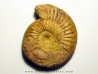 ERYCITES FALLIFAX