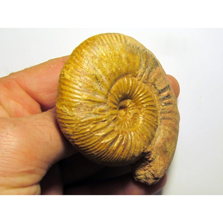 ERYCITES FALLIFAX