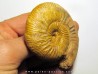 ERYCITES FALLIFAX