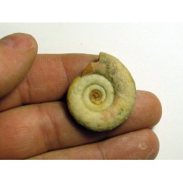 INYOITES sp.