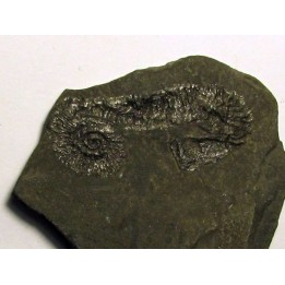 MACROSCAPHITES STRIATISULCATUS