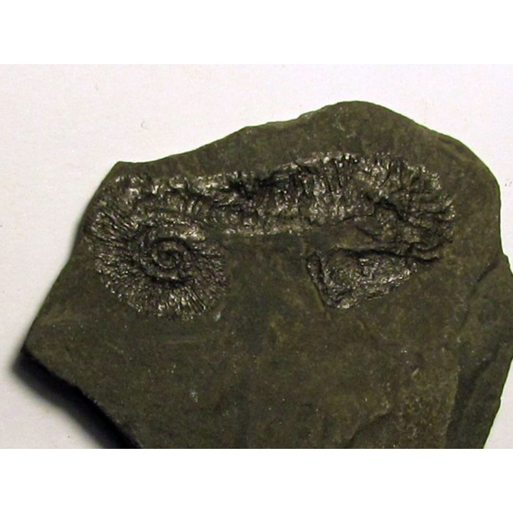 MACROSCAPHITES STRIATISULCATUS