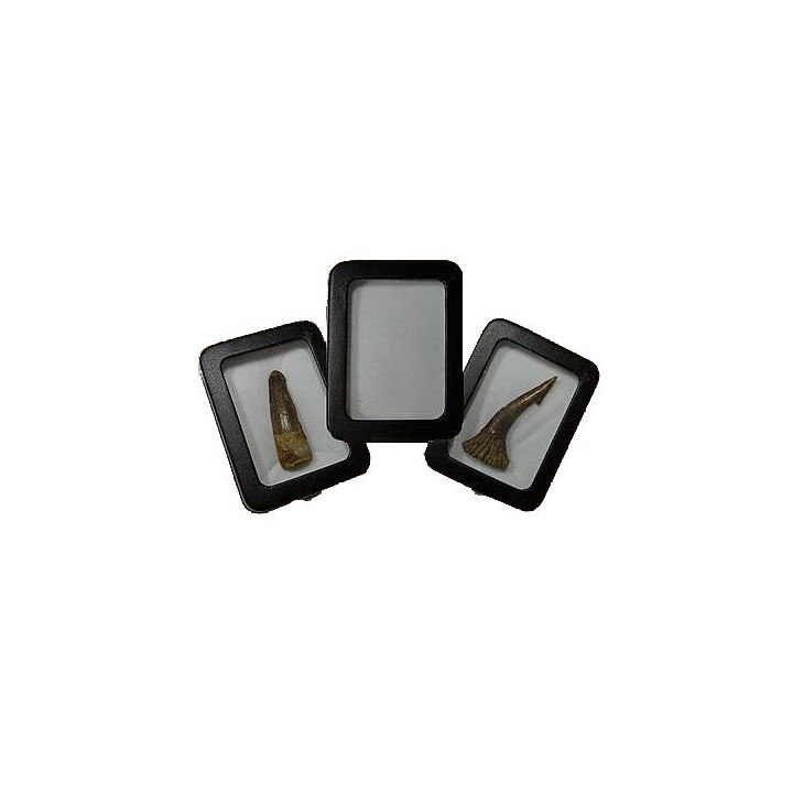BOITE pour presentation de petits fossiles ou archeo