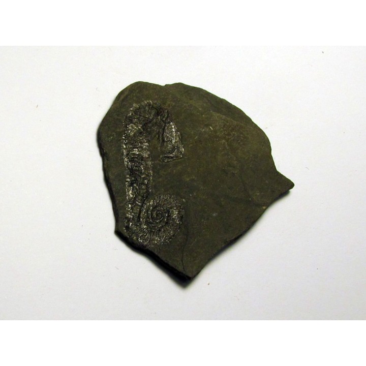 MACROSCAPHITES STRIATISULCATUS