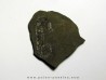 MACROSCAPHITES STRIATISULCATUS